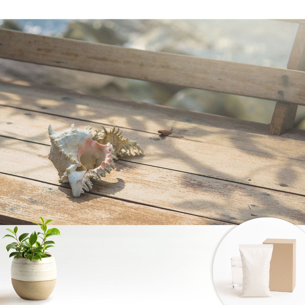 O scoică pe o bancă de lemn