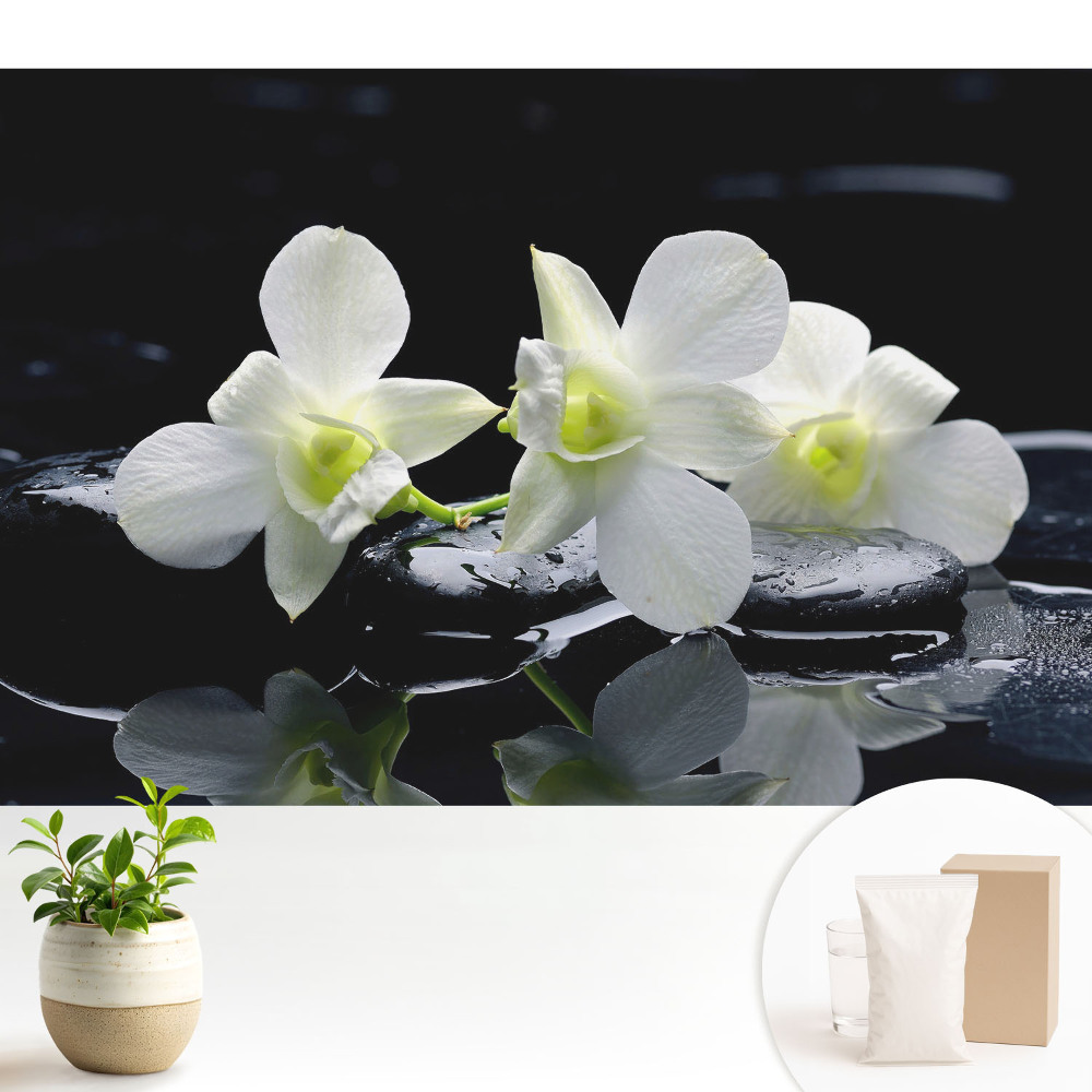 Orhidee albe pe pietre.