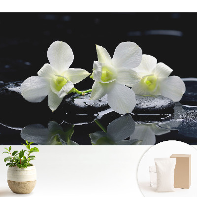 Orhidee albe pe pietre.