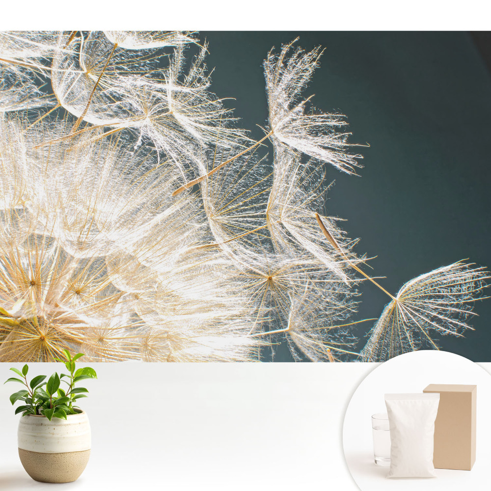 Semințele eterice ale păpădiei delicate