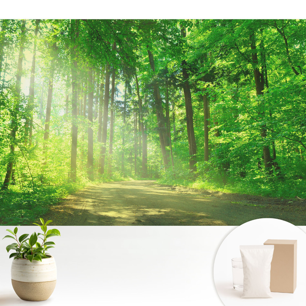 Pace verde a soarelui în pădure