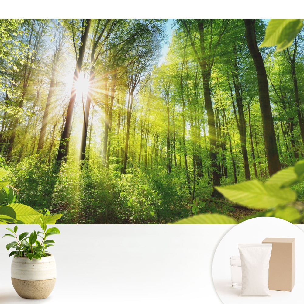 Energia luminii solare din peisajul forestier.