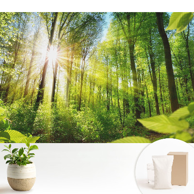 Energia luminii solare din peisajul forestier.