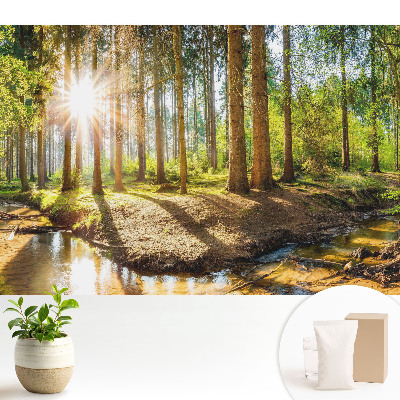 Soare radiant într-un peisaj forestier