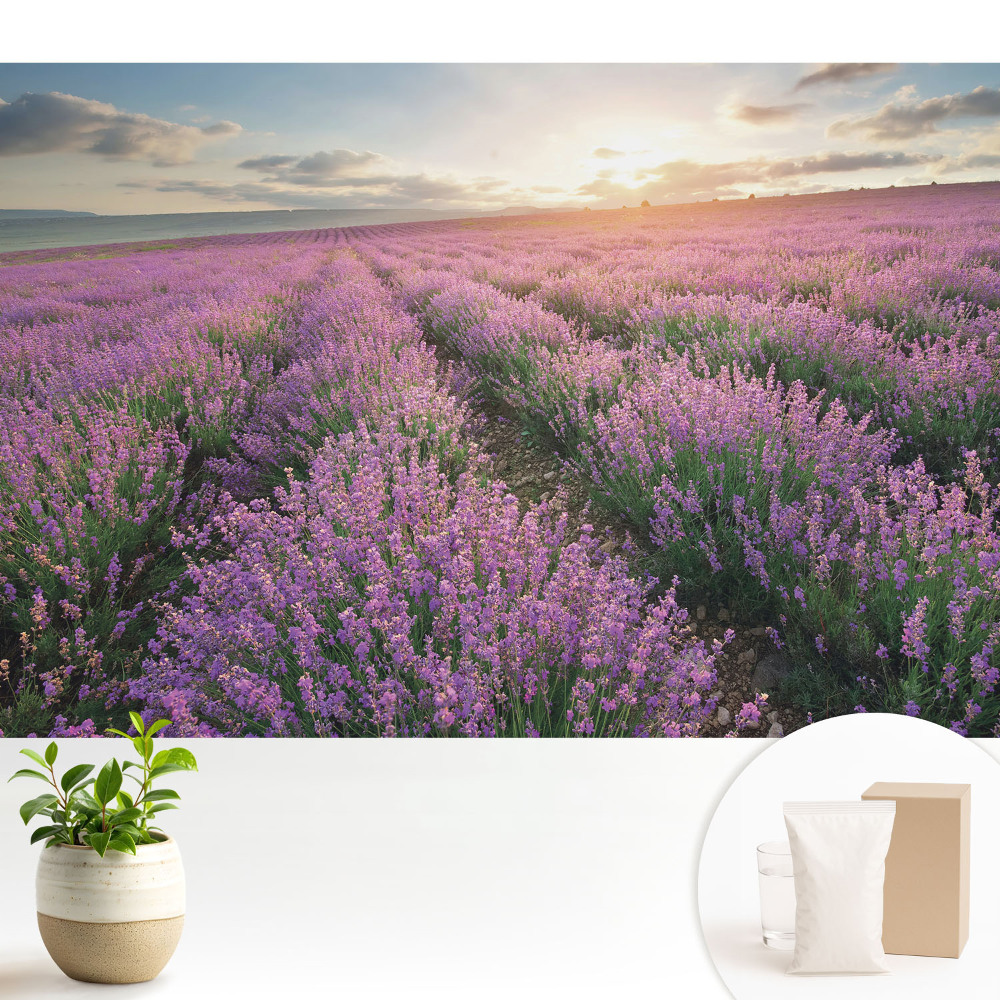 Apus de soare cu lavandă violetă