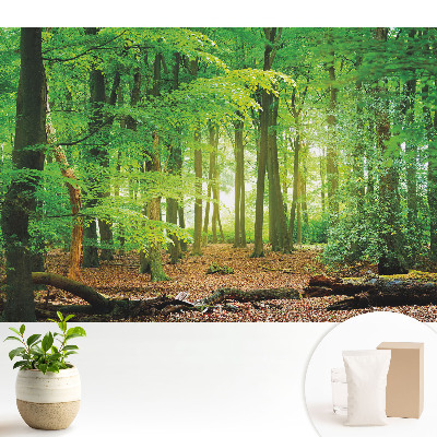 Peisaj forestier cu raze de soare