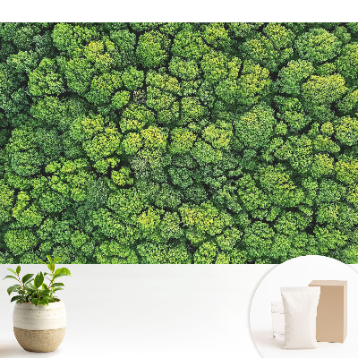 Pădurea verde de sus