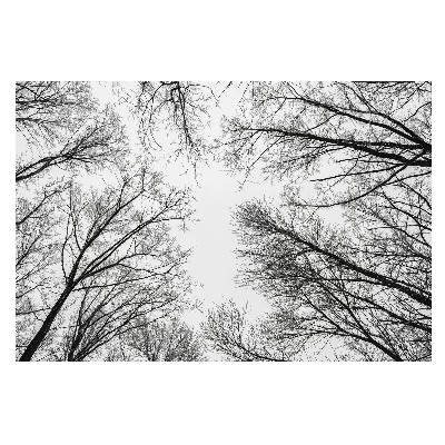 Copaci de iarnă în nuanțe alb și negru