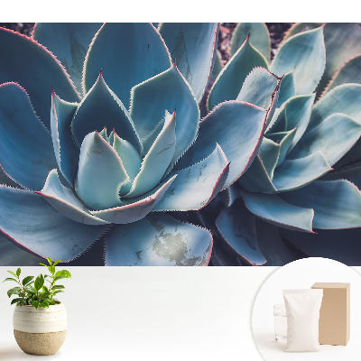 Frunzele suculente formează minimalism simetric