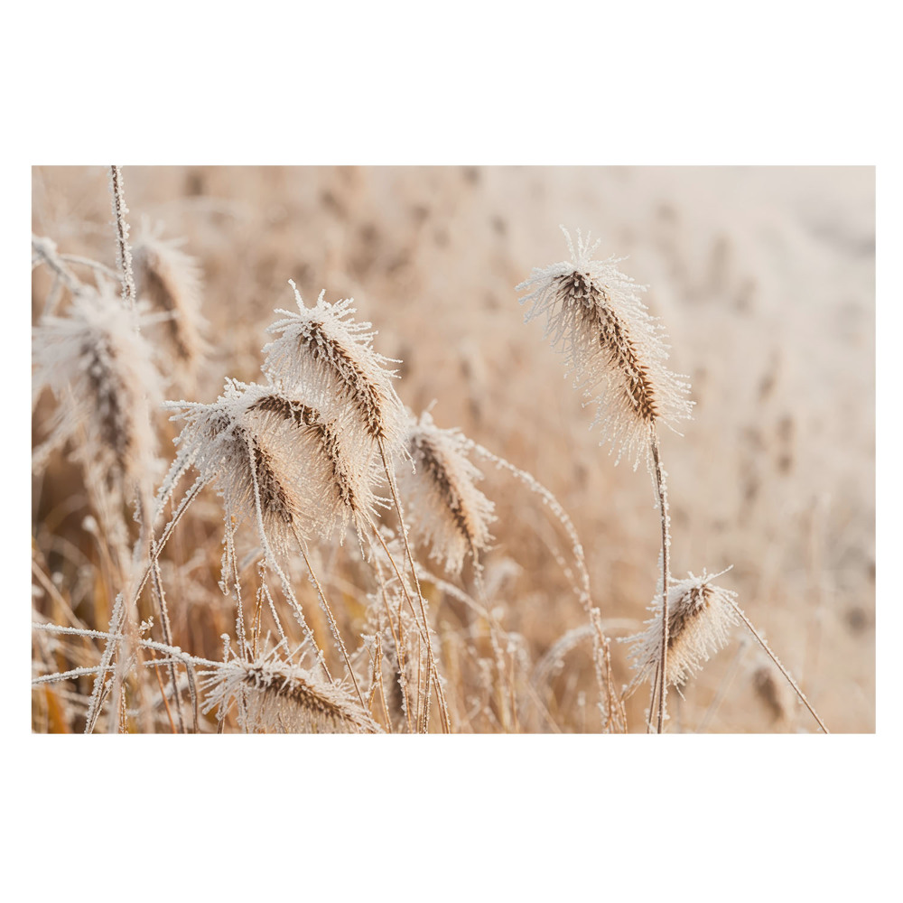 Îngheț pe iarbă — frumusețea iernii în natură