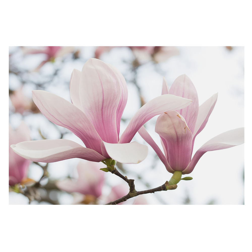 Magnolii roz în stil natural și romantic
