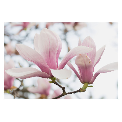 Magnolii roz în stil natural și romantic