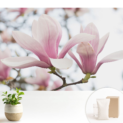 Magnolii roz, natură romantică