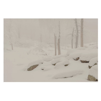 Peisaj de iarnă cu o pădure liniștitoare