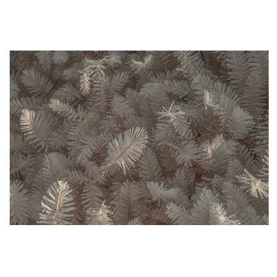 Broască pe plante cu o strălucire delicată