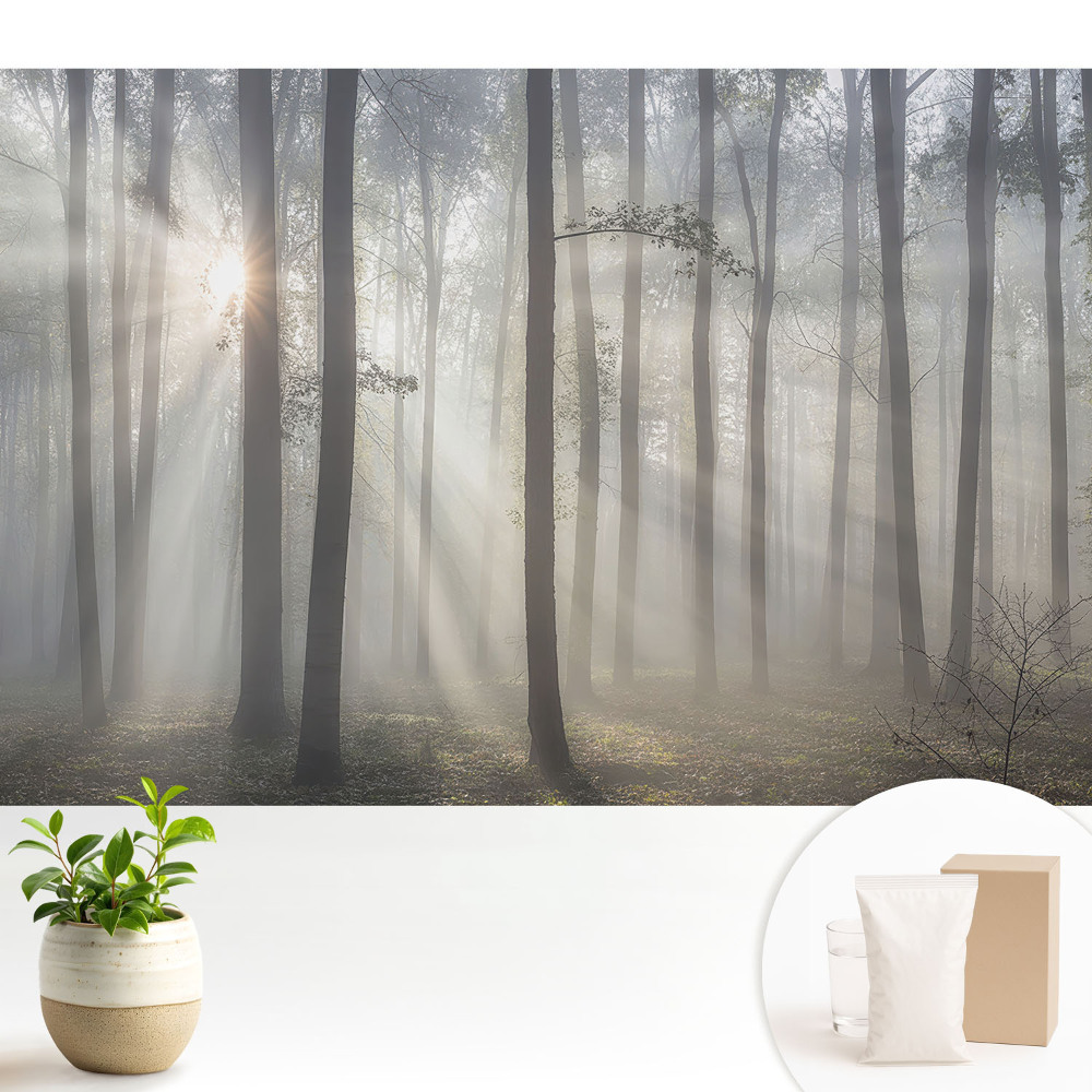 Pacea dimineții printre copaci