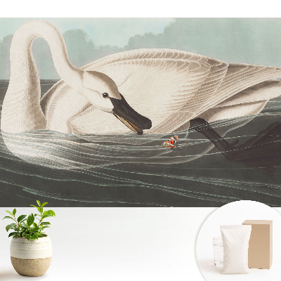 O lebădă la suprafața apei