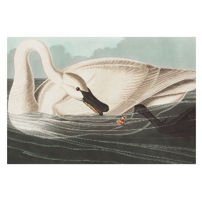 O lebădă pe suprafața apei