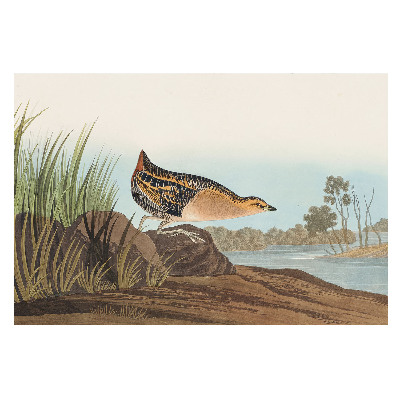 O pasăre deasupra apei în stil clasic