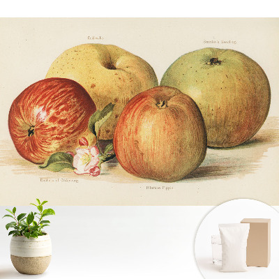 Patru mere în stil clasic, floare de măr