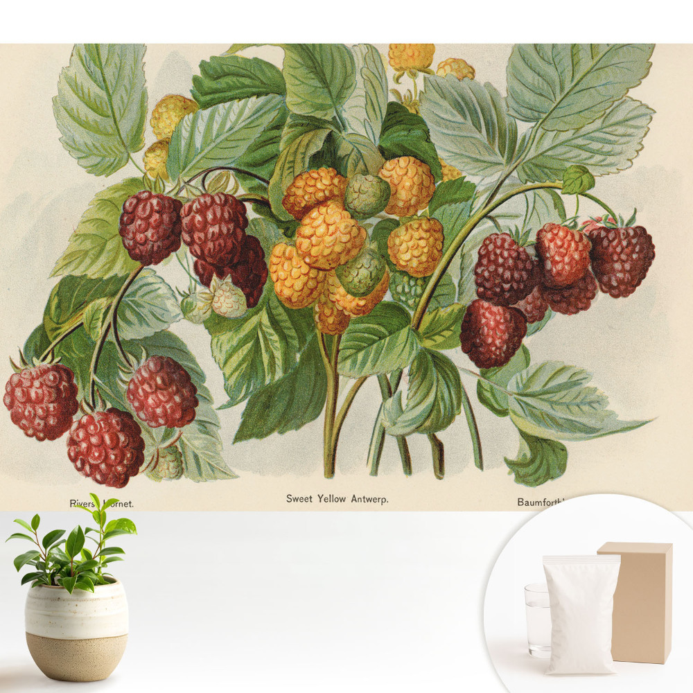 Zmeură într-o ilustrație botanică