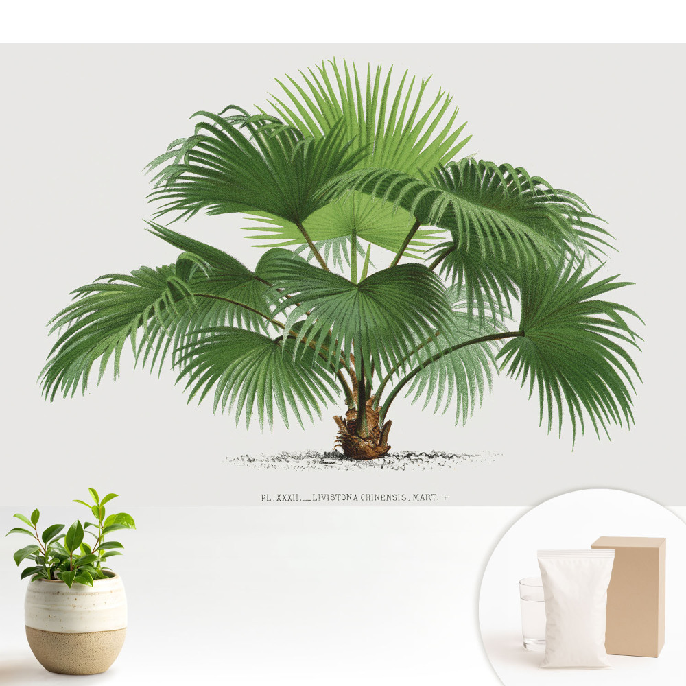 Eleganța clasică a palmierului