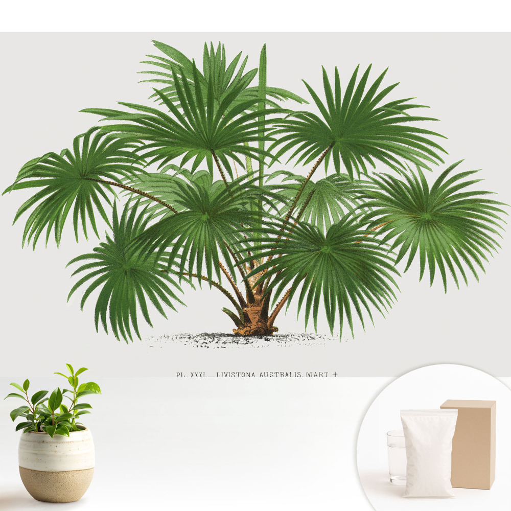 Compoziție simetrică cu palmier verde