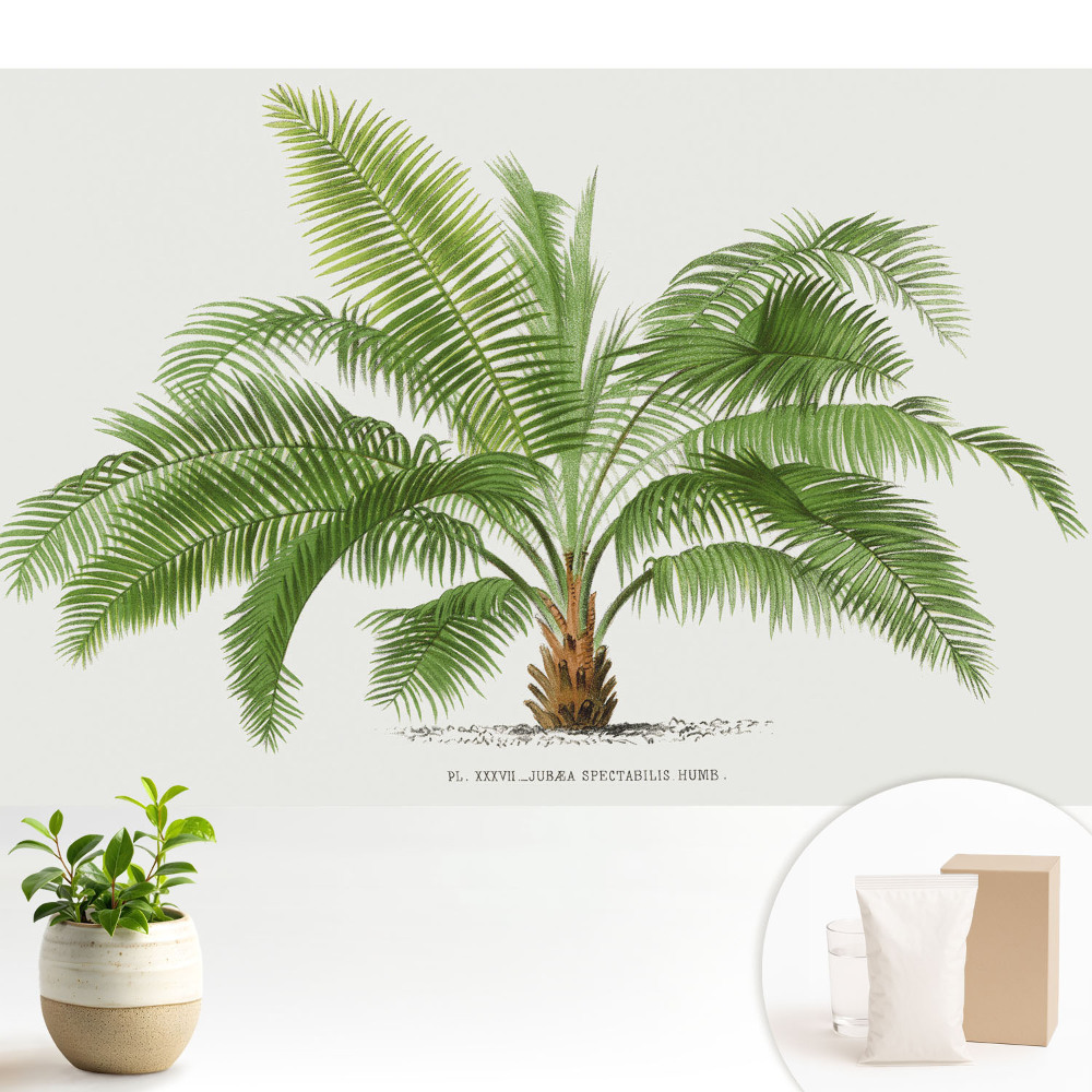 Ilustrație a unui palmier tropical