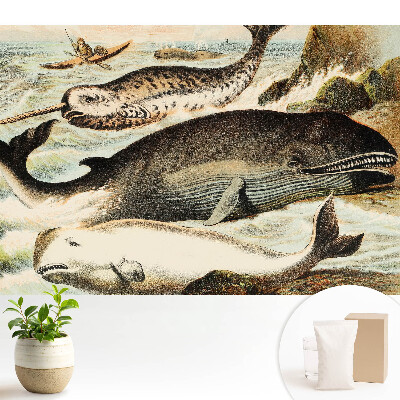 Ilustrație clasică cu narval