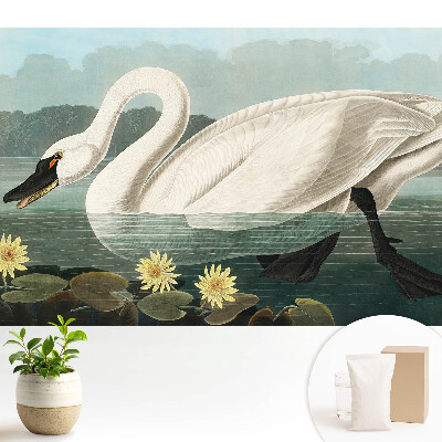 Lebădă elegantă și nuferi frumusețe clasică