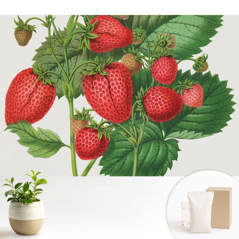 Căpșuni pe un fundal verde