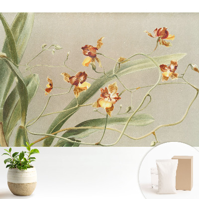 Orhidee frumoase pe fundal gri