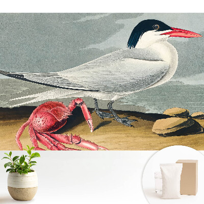 Pasăre și crab, un duet clasic al naturii