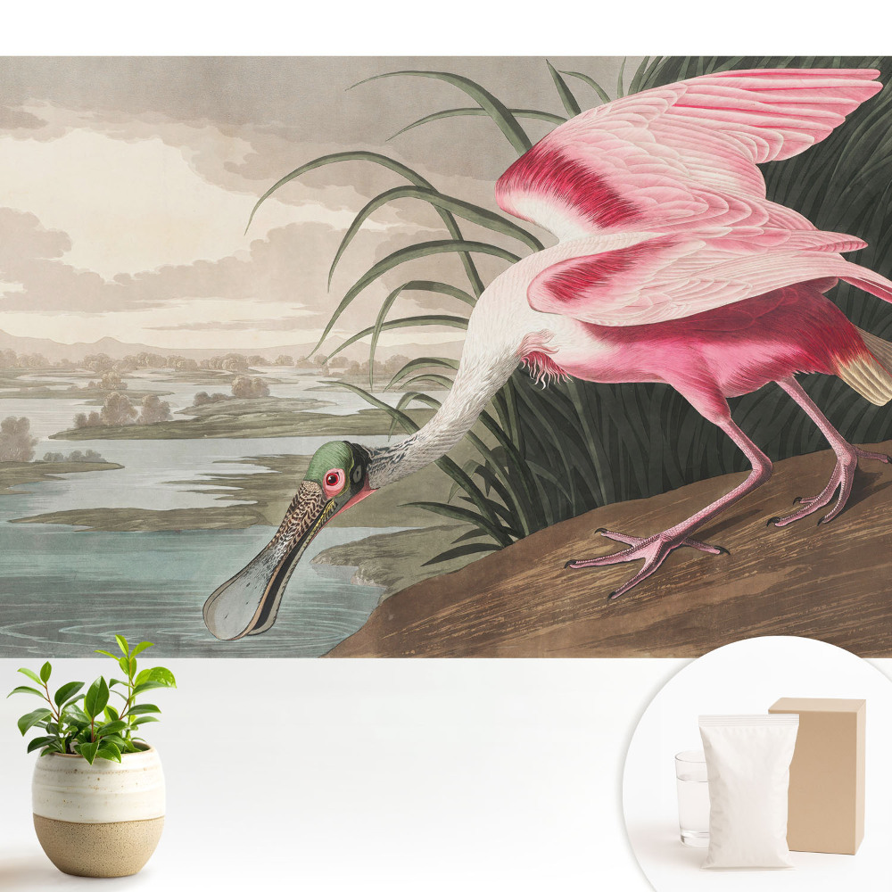 Idilă cu un flamingo