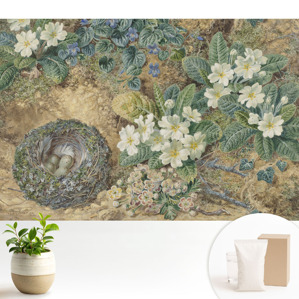 Flori de primula cu un cuib de pasăre