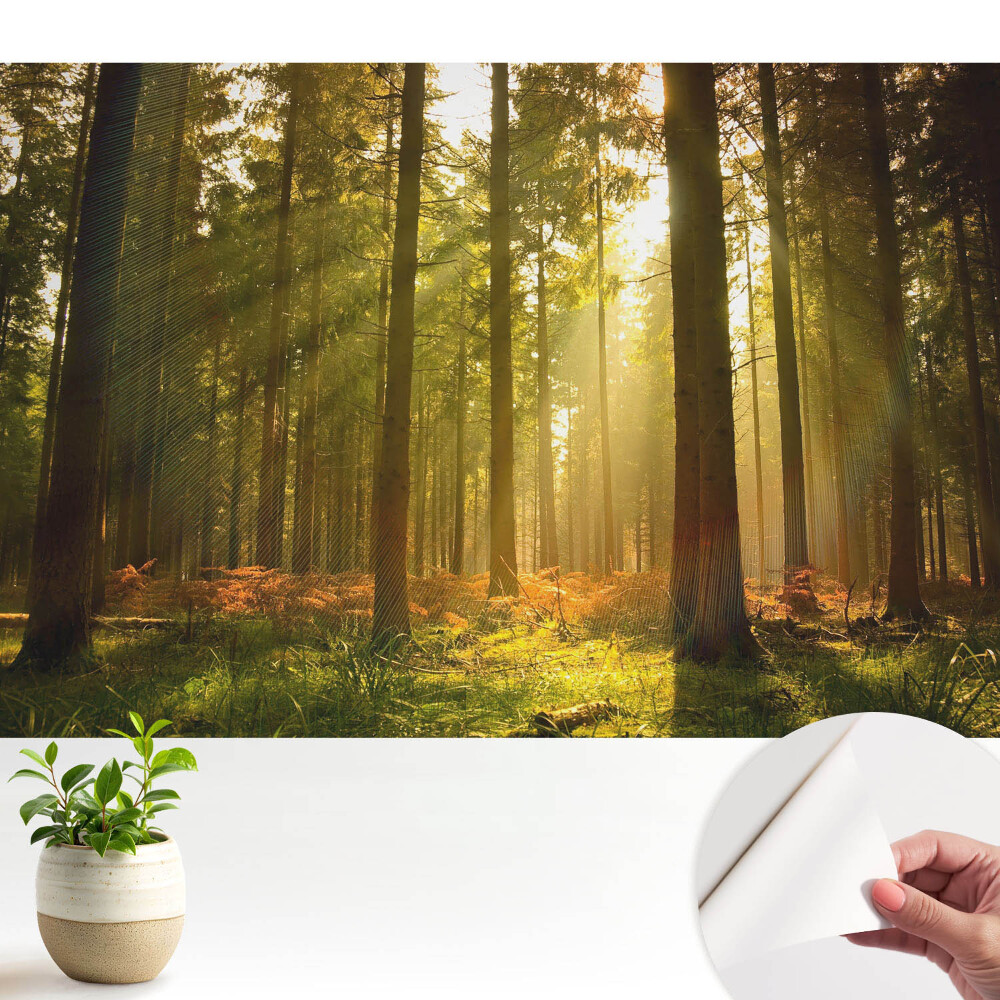 Pădure însorită dimineața