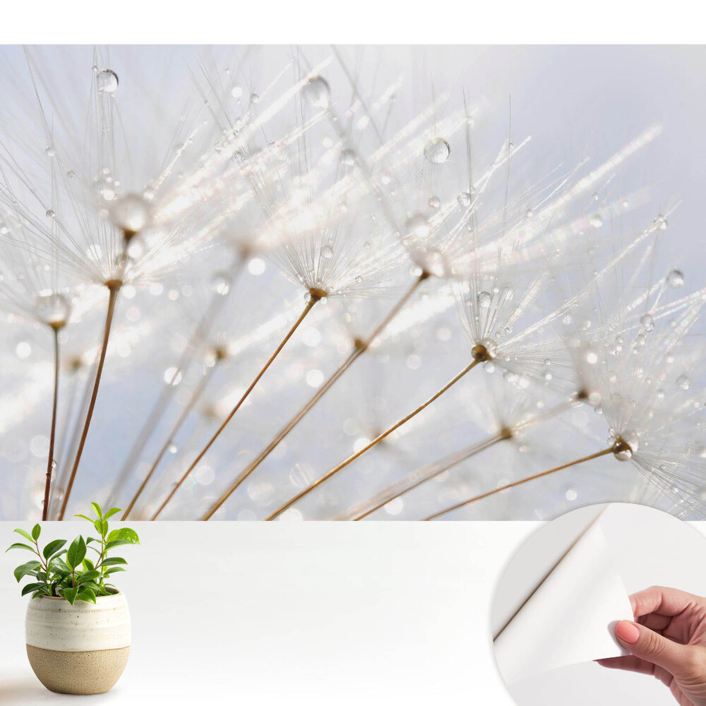 Păpădie cu picături de rouă