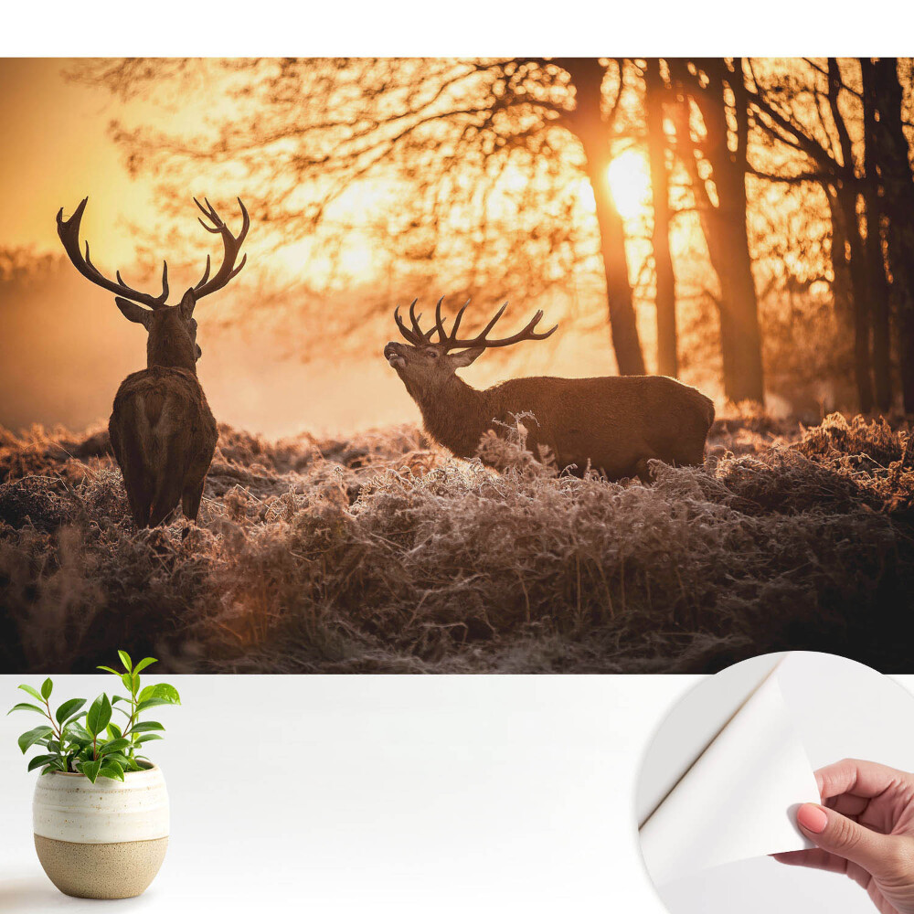 Cerbi de toamnă în lumina răsăritului