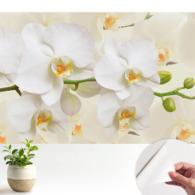 Orhidee albe în stil modern, aspect proaspăt