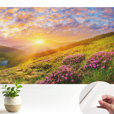 Flori de munte la apus de soare