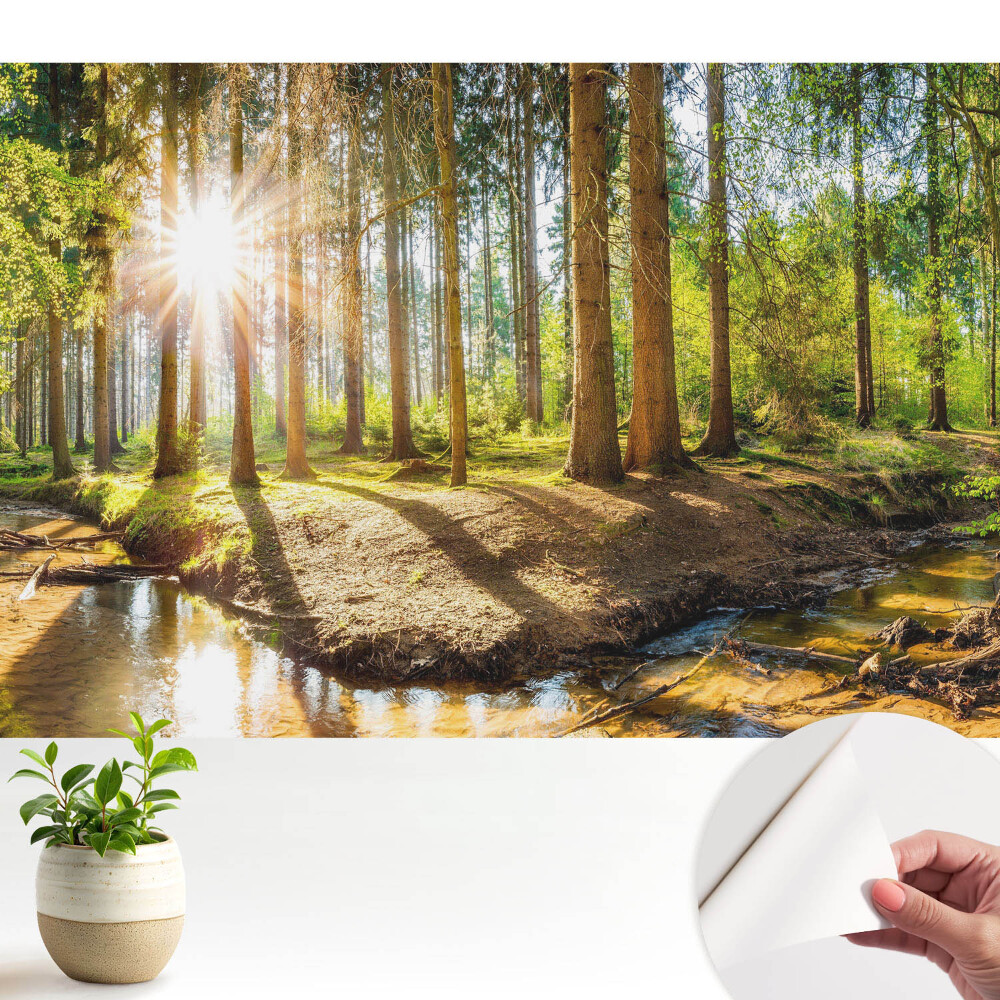 Soare radiant într-un peisaj forestier