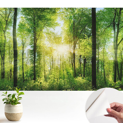 Pădurea verde în razele soarelui