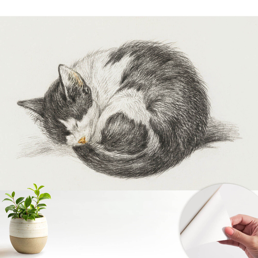 Ilustrație centrală a unui pisoi adormit