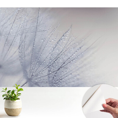 Macrofotografie cu picături pe fibrele de păpădie