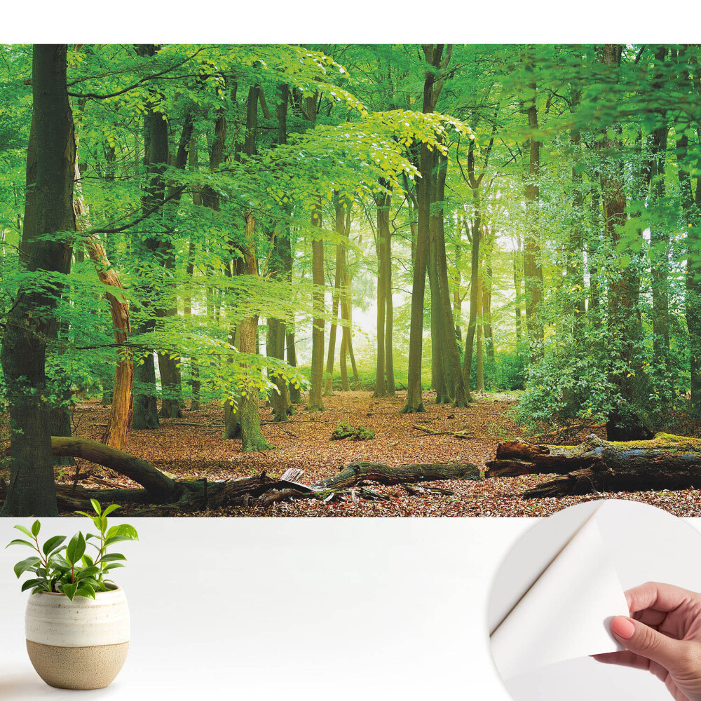 Peisaj forestier cu raze de soare