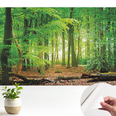 Peisaj forestier cu raze de soare