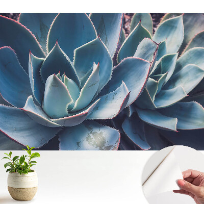 Frunzele suculente formează minimalism simetric