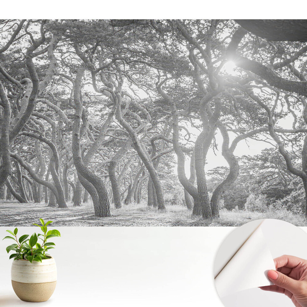 Pădurea misterioasă, clasică