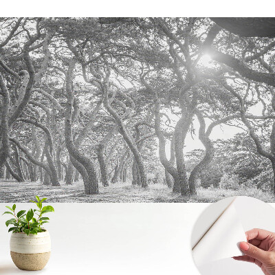 Pădurea misterioasă, clasică