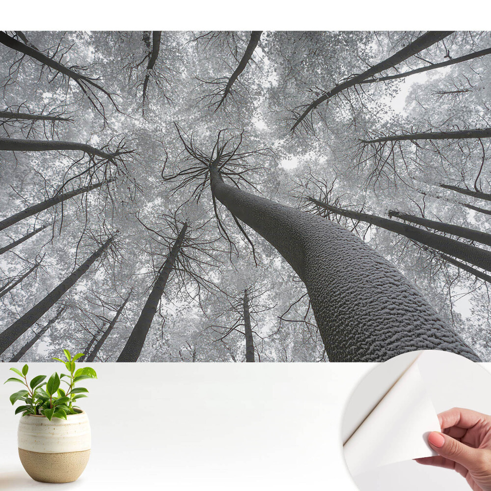 Pădurea de iarnă de jos